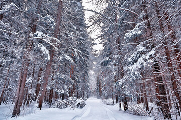 travel to canada winter forest landscape, seasonal view, panorama in the forest covered with snow