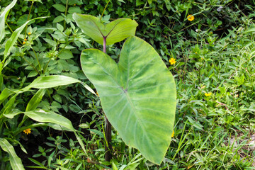 Taro leaves in the middle of rice fields