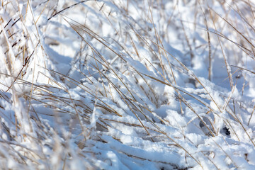 Snow on dry grass. Nature