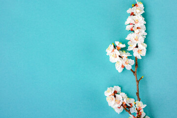 Sprigs of the apricot tree with flowers on blue background. Place for text The concept of spring came, mother's day, 8 march Top view Flat lay Hello march, april, may