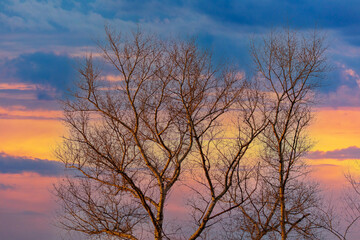 Fototapeta na wymiar Bare branches on a tree at sunset.