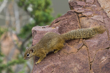Cute african tree squirrel (Paraxerus cepapi) looking over the edge of a rock thinking about jumping in Kruger National Park, South Africa with blurred background