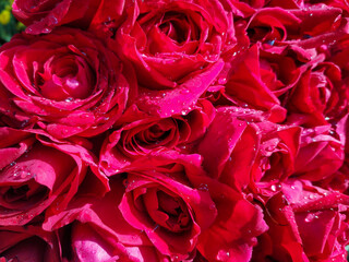Roses Inside The Flower Market