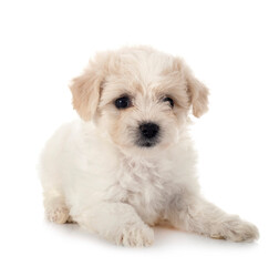 Bichon Frise in studio