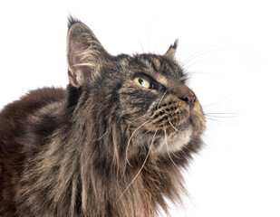 maine coon cat