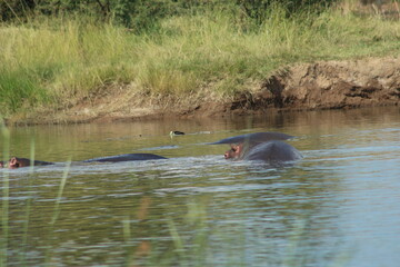 Photos taken in Pilanesberg National Park, South Africa.