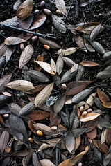 SONY DSC nature, woods,forest,trees,leaves,foggy,landscape,snow,spiderweb,森,木々,風景,蜘蛛の巣,雪,紅葉,