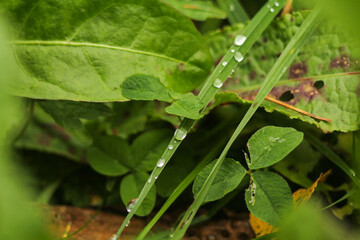 Dew on a Green Leaf