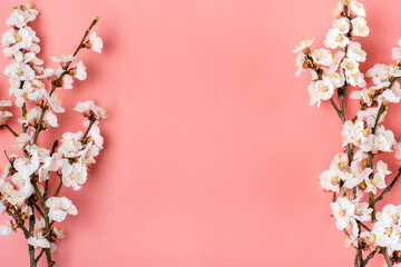 Obraz na płótnie Canvas Sprigs of the apricot tree with flowers on pink background. Place for text. The concept of spring came, mother's day, 8 march Top view. Flat lay Hello march, april, may