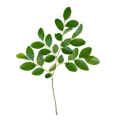 Fresh green leaves on branch isolated on white background. File contains a clipping path.