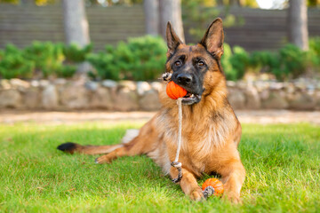 German shepherd dog playing with an orange ball in its mouth. Portrait of a playing purebred dog in summer park.	