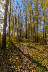 The beauty of autumn nature.