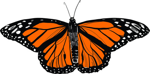 Fototapeta na wymiar monarch butterfly isolated on white