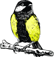 the tit bird on a branch © xamyak13