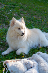 Young Pomski Dog Breed Groomed and Healthy Pomski, an exquisite puppy with a good temperament outdoors on a sunny day