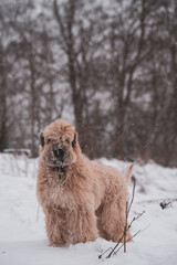 A fluffy red dog stands in a clearing in a snow-covered forest on a cloudy day.