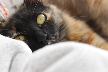 Cat cute pet animal look