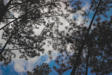 cinematic trees and sky scenery