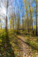 The beauty of autumn nature.