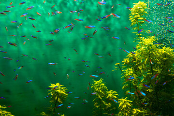 Fototapeta na wymiar Neon Tetra Paracheirodon innesi freshwater tropical fish