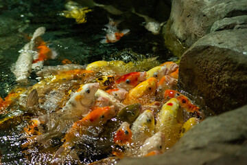 Obraz na płótnie Canvas Big colorful Koi carp fish in a aquarium
