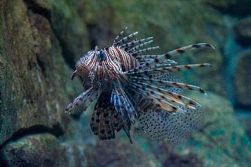 Red lionfish or Pterois volitans in wild nature