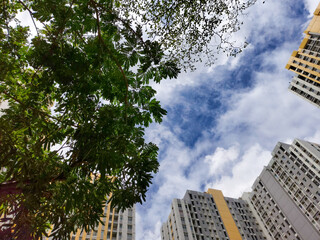 A tree and buildings with clear blue sky