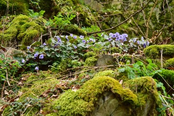 Purple Pennywort during spring in a forest. It is also called Anemone hepatica or Kidneywort.