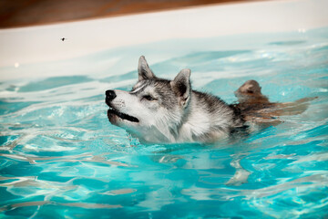 A funny young Siberian Husky female dog and a fly. The bitch with grey and white fur is swimming in a pool. The water has an azure and blue color, with waves and splashes. It's a sunny summer day.