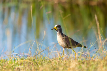 African wattled lapwing (Vanellus senegallus), also known as the Senegal wattled plover or simply wattled lapwing. Bwabwata, Namibia safari, Africa wildlife