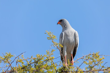 Southern pale chanting goshawk (Melierax canorus) is a bird of prey in the family Accipitridae, Namibia safari Africa wildlife