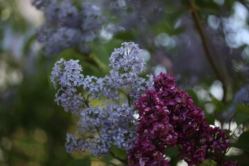 Purple lilac flowers spring blossom background in the nature