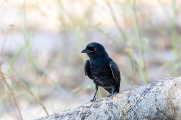 Black bird Fork-tailed Drongo, Dicrurus adsimilis, in Bwabwata national park, Africa Namibia safari wildlife