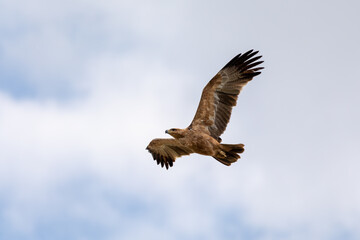 bird of prey Black kite flying against sky, Milvus migrans, Etosha game reserve, Namibia safari wildlife