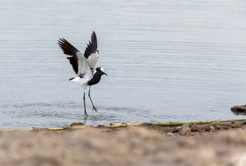 black and white water bird blacksmith lapwing or blacksmith plover (Vanellus armatus) in Etosha national park, Africa Namibia safari wildlife