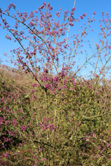 
Beautyberry bush with ripe purple berries on branch against blue sky. Callicarpa bodinieri bush in...
