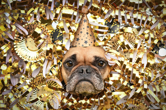French Bulldog dog with New Yeare party hat sticking out head between shiny golden paper streamers, plates and paper clocks