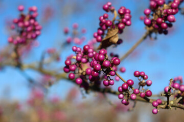 
Beautyberry bush with ripe purple berries on branch against blue sky. Callicarpa bodinieri bush in...