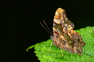 close up of blue admiral butterfly