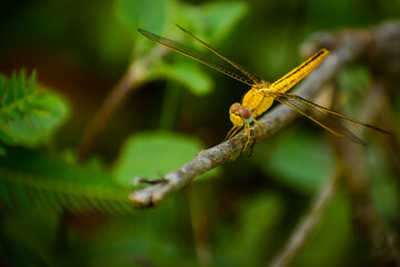 dragonfly on a branch