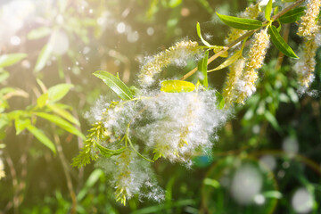 Willow fluff on branches in the sun. Fluffy poplar seeds. Selective soft focus. Strong allergen,...