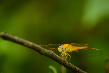 dragonfly on a leaf