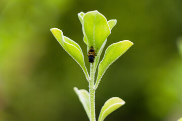 ladybird on a green leaf