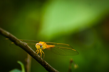 close up of a dragonfly