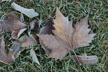 Dry Plane tree brown leaves covered by frost on green grass in the garden at dawn. Platanus occidentalis tree on winter
