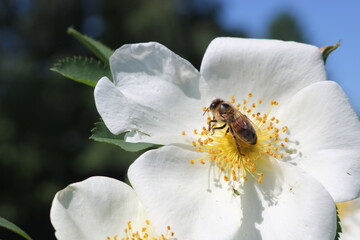 The bee collects the sweet pollen from the white rosehip flower. Macro photography. The world of insects. Selective focus.