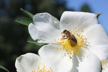 The bee collects the sweet pollen from the white rosehip flower. Macro photography. The world of insects. Selective focus. © ss404045