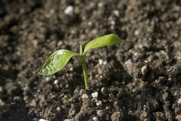 Young plant in the soil