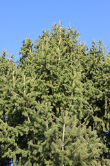 Fototapeta na wymiar Close-up of Pine tree against blue sky on a sunny day