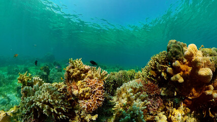 Fototapeta na wymiar Tropical fishes and coral reef at diving. Beautiful underwater world with corals and fish. Philippines.